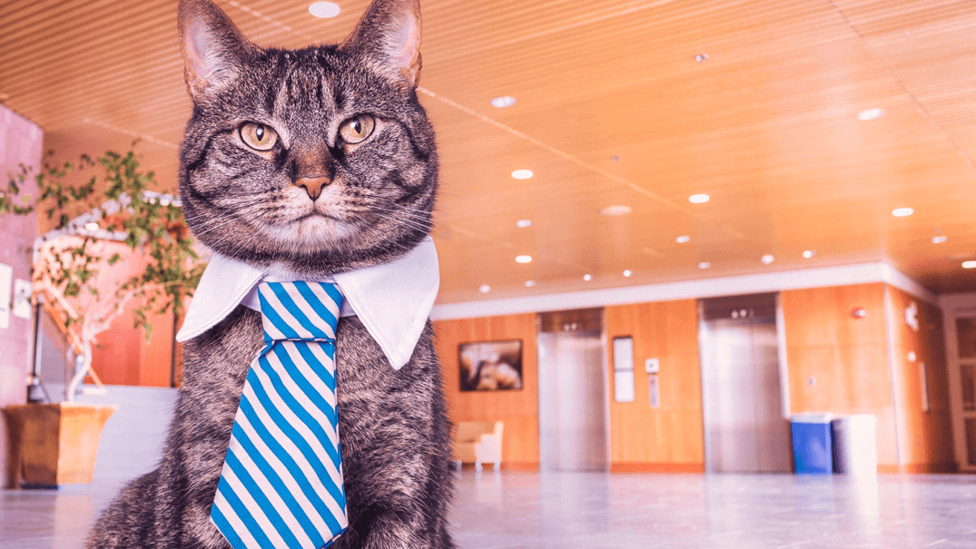 Cat wearing tie in workplace